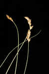 Clustered field sedge